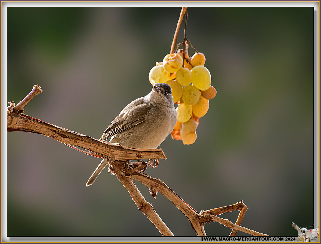 FAUVETTES à tête noire